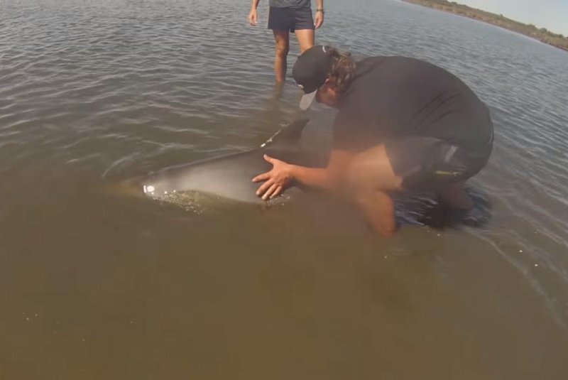 Three Australian teens work to rescue a dolphin calf found stranded in shallow waters. Storyful video screenshot