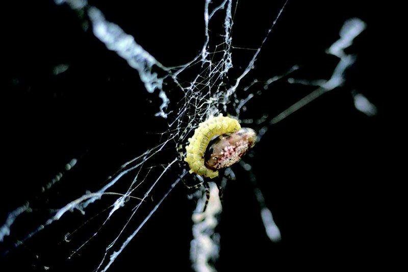 A wasp larva manipulates its spider host. Photo by Takasuka/Kobe University