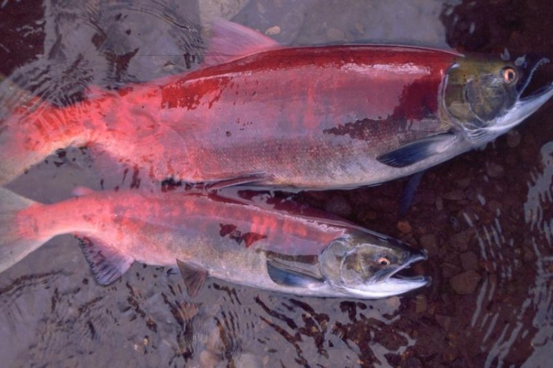 Alaska's salmon are getting smaller