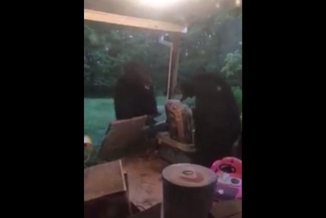 Black bears fight on a Virginia woman's back porch. Screenshot: Danielle Hiserman/Facebook