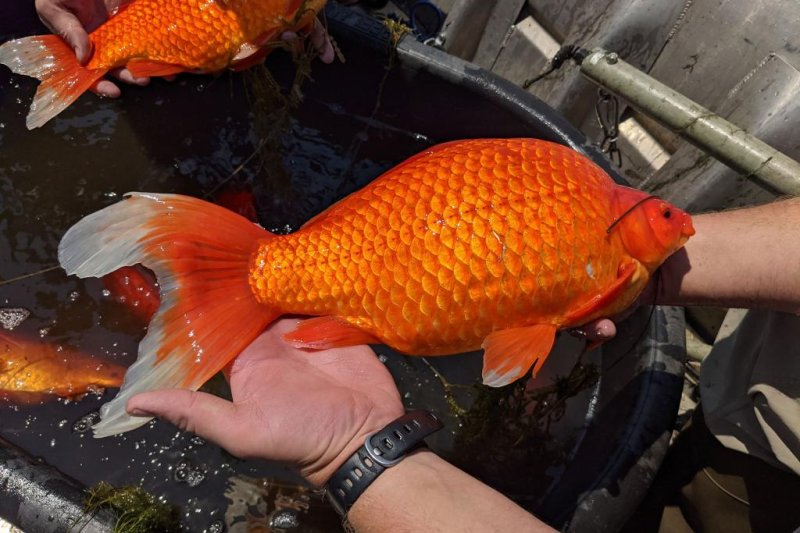 Goldfish up to 18 inches long found in Minnesota lake