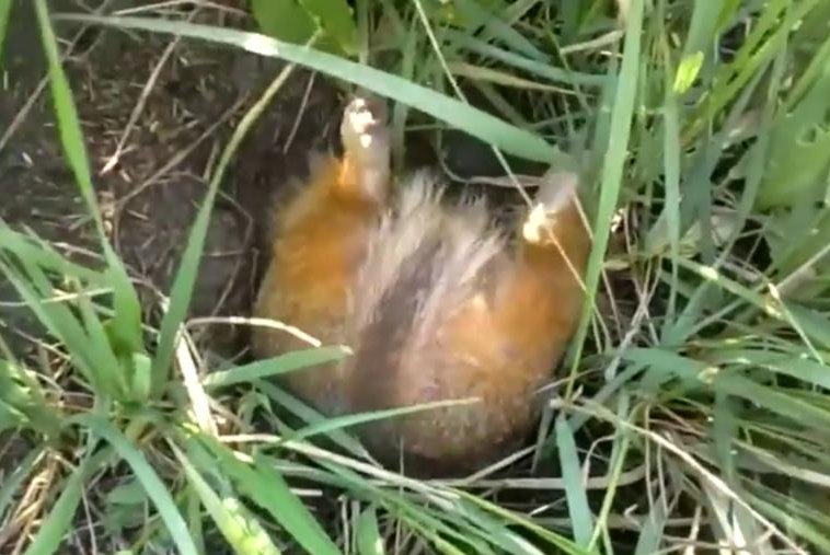 A speckled ground squirrel has trouble fitting its body through the entrance to its burrow. Screenshot: Newsflare