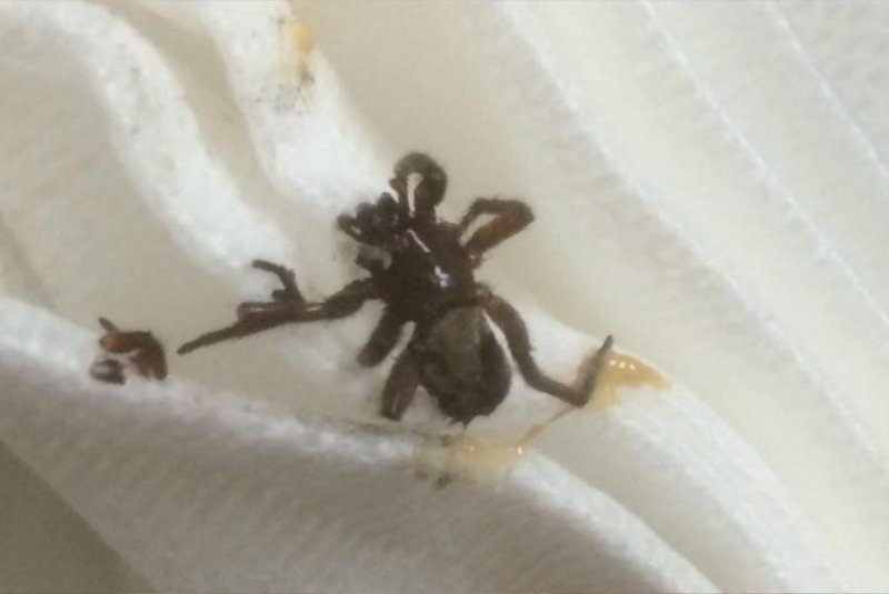 This live spider was pulled from inside a Welsh woman's ear more than a day after she started experiencing pain. Screenshot: ABMU Health Board TV/YouTube