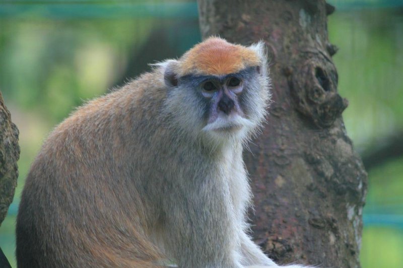 Authorities warn of two monkeys on the loose in Georgia