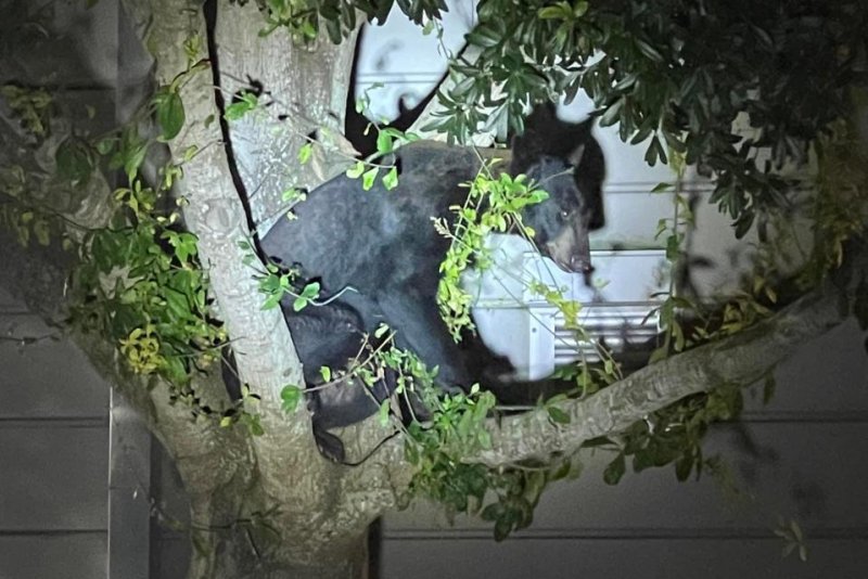 Bear pays a nighttime visit to Florida sheriff's office