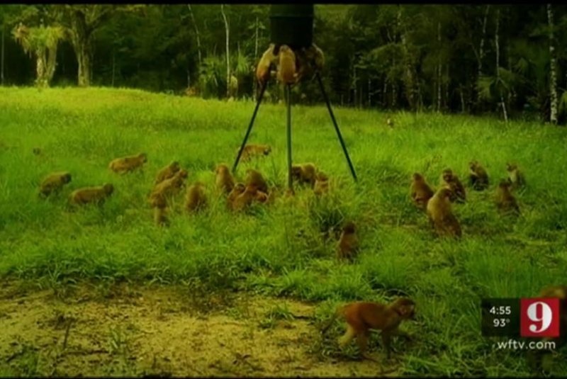 Florida man's back yard overrun with 'vicious' monkeys