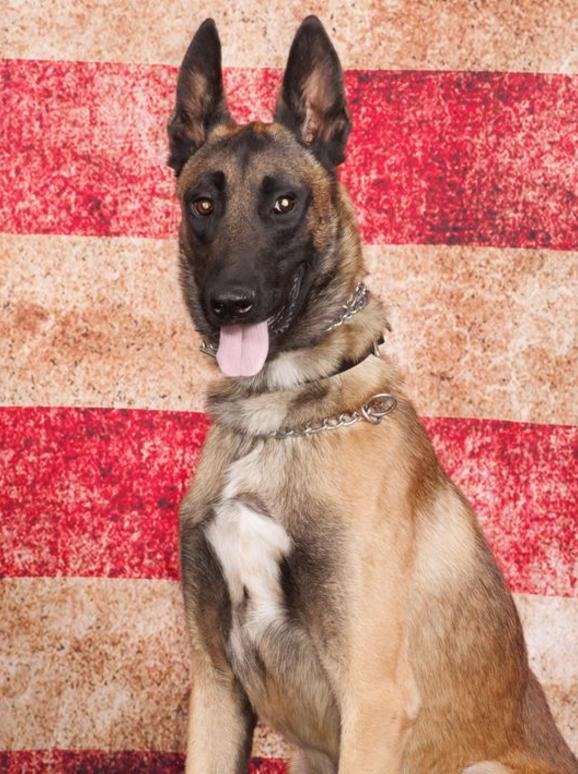 California police dog dies when air conditioning stops in car