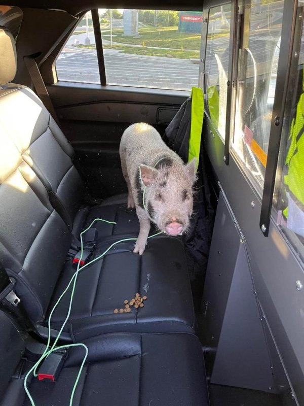 The Office of the Stafford County Sheriff in Virginia said a deputy came to the rescue of a pig spotted wandering loose in a roadway. <a href="https://www.facebook.com/StaffordCountySheriff/photos/a.938359999522478/8122079741150432/?type=3">Photo courtesy of the Office of the Stafford County Sheriff/Facebook</a>