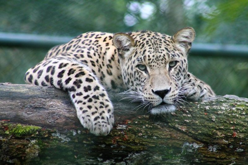 Indian zoo's escaped leopard captured after 13-hour search