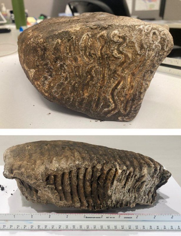 A DGR Engineering employee observing work at a Sheldon, Iowa, construction site discovered a woolly mammoth tooth that was uncovered by excavation at the site. Photo courtesy of DGR Engineering&nbsp;