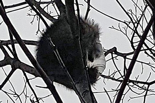Animal rescuers were called to a tree in Massachusetts to help out a stranded raccoon with a plastic jar stuck on its head. Photo courtesy of the Animal Rescue League of Boston