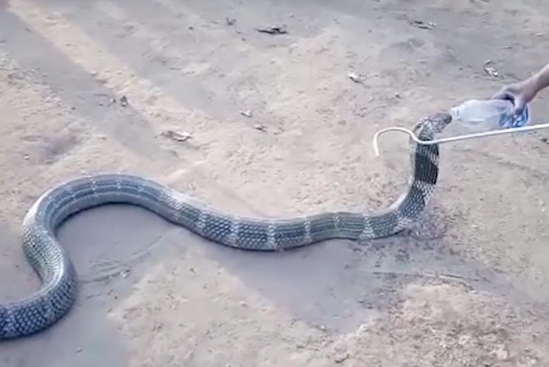 India rescuers offer massive cobra a refreshing bottle of water