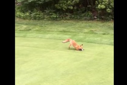 Fox steals ball from the green at New Jersey golf course