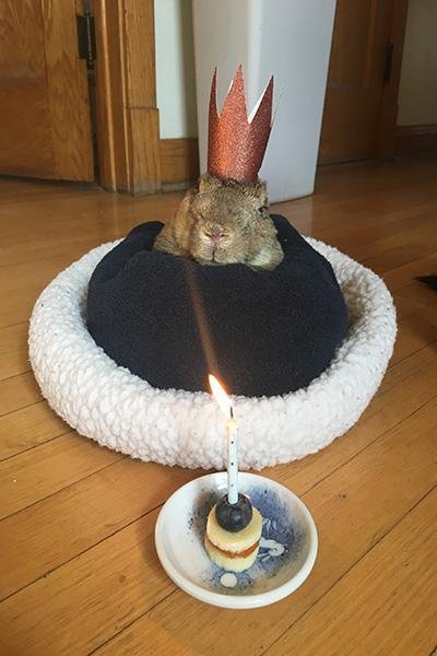 Mick, an Illinois rabbit who celebrated his 16th birthday in February, has been declared the world's oldest rabbit by Guinness. Photo courtesy Guinness World Records
