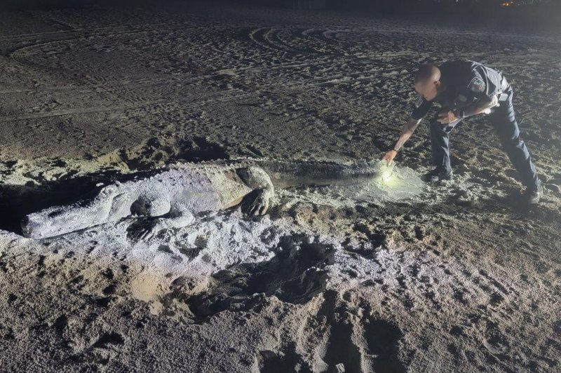 Police in Treasure Island, Fla., attempted to wrangle a large alligator spotted on the beach, but soon discovered the reported reptile was a sand sculpture. Photo courtesy of the Treasure Island Police Department/Facebook
