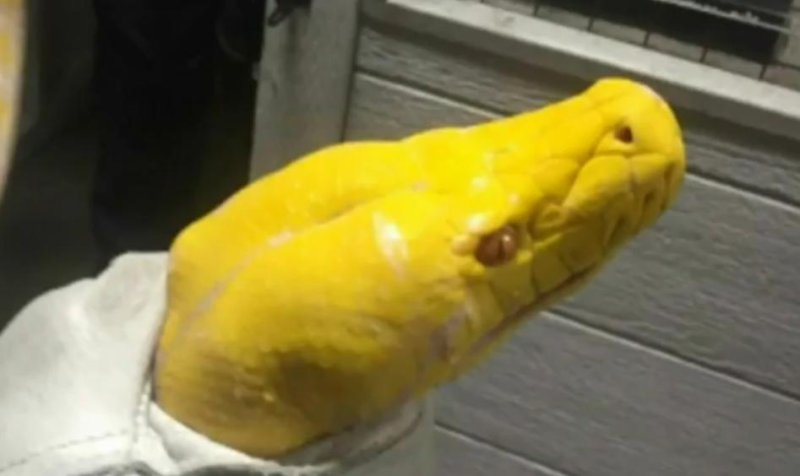 Angry California man throws 13-foot python in Sushi restaurant
