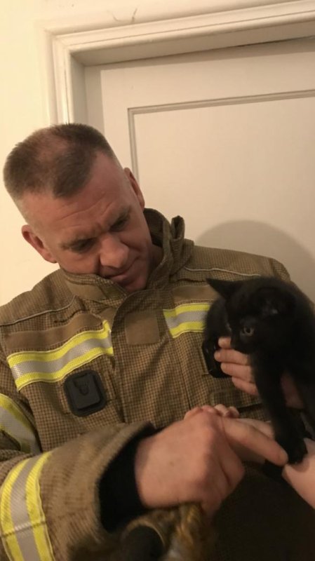 Firefighters rescue kitten trapped inside owner's bathroom wall