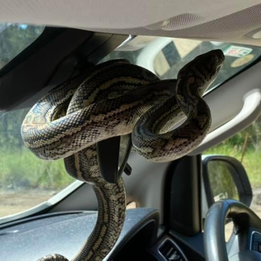 Australian family returns to their car to find python on the rearview mirror