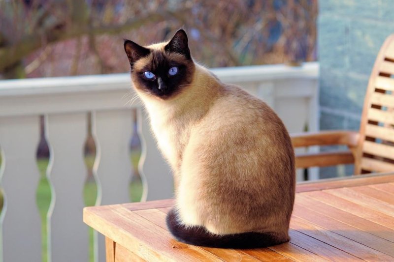 National Siamese Cat Day, celebrated on April 6, was started by a writer in 2014 to encourage people to adopt cats from animal shelters. Photo by&nbsp;webandi/Pixabay.com