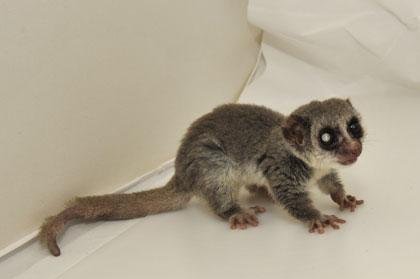 Fat-tailed dwarf lemur offer clues to aging