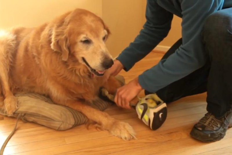Sunny the golden retriever gets fitted with a prosthetic paw made from his owner's Nike tennis shoes. Screenshot: Storyful
