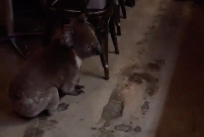 A Koala walked through a restaurant in Australia, delighting and surprising diners as they followed it around and snapped pictures.  Screenshot: Xenia Ioannou/Facebook
