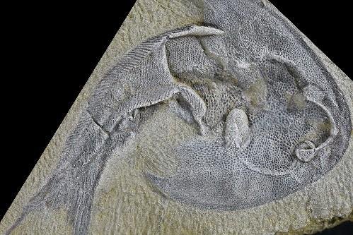 This specimen of the fossil Tujiaaspis vividus from 436 million-year-old rocks was found in Hunan Province and Chongqing, China. Photo courtesy of Zhikun Gai