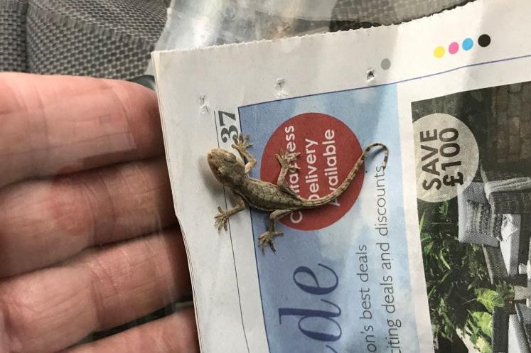 An Asian house gecko was turned over to the RSPCA after stowing away from China to England in a shipment of musical instruments. Photo courtesy of the RSPCA