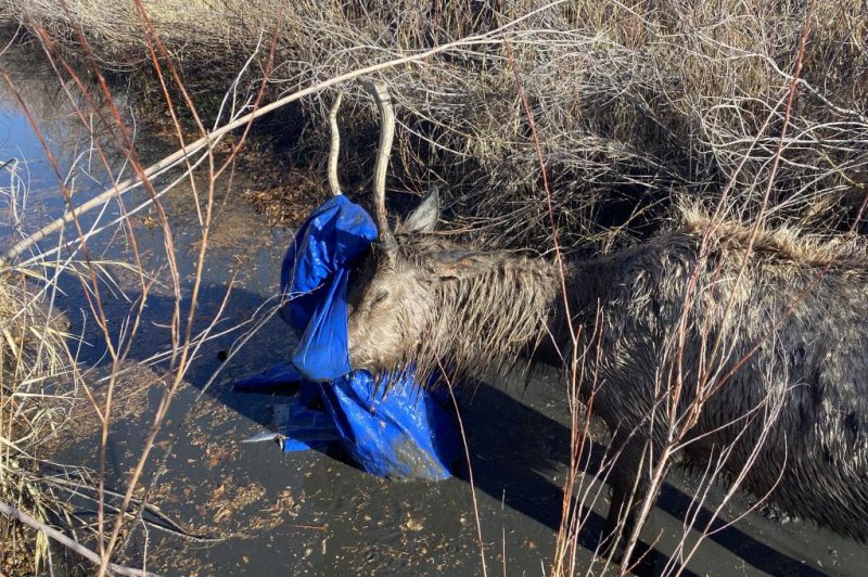 Colorado wildlife officers rescue tarp-entangled elk in a ditch
