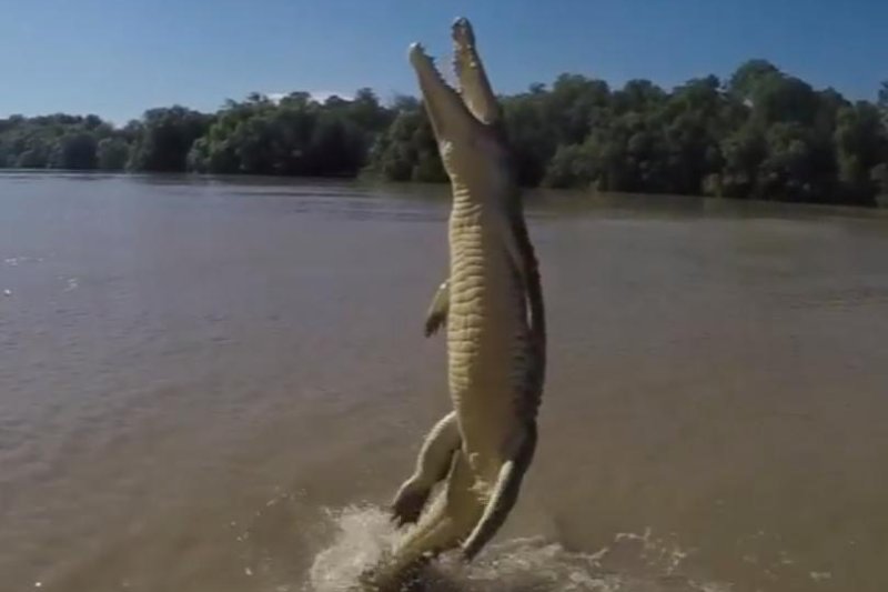 A crocodile uses its powerful tail to propel itself out of the water. Trevor Frost/Instagram video screenshot
