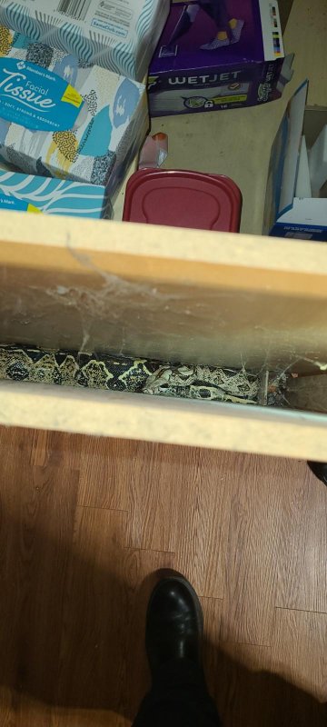 A 6-foot boa constrictor was rescued after being trapped for about 12 hours in the side panel of a kitchen cabinet. Photo courtesy of the City of Herrin Fire Department/Facebook