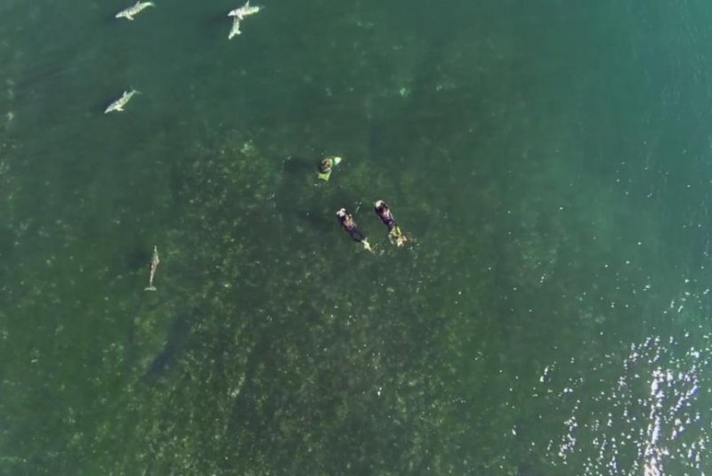 Dolphins swim with bodyboarders in Australia. Screenshot: Storyful