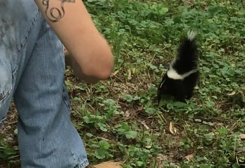 Baby skunk escapes animal tracker