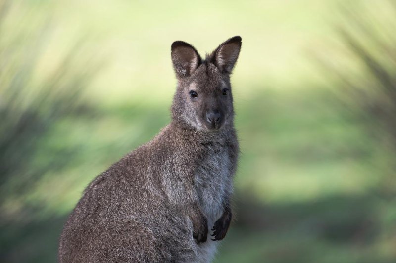 Police in Belgium said a wallaby was spotted wandering loose hours after another wallaby was captured. The animals are believed to have escaped from the same property. Photo by pen_ash/Pixabay.com
