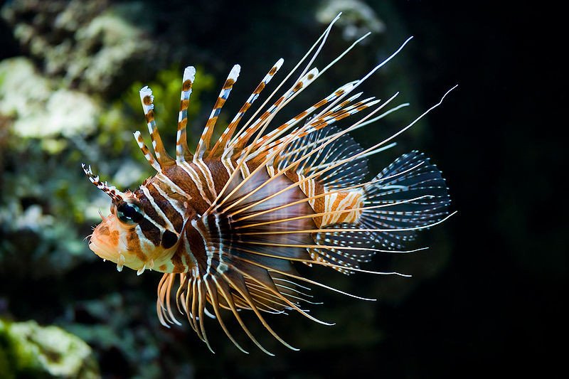 Antennata Lionfish, Credit: Christian Mehlfuhrer