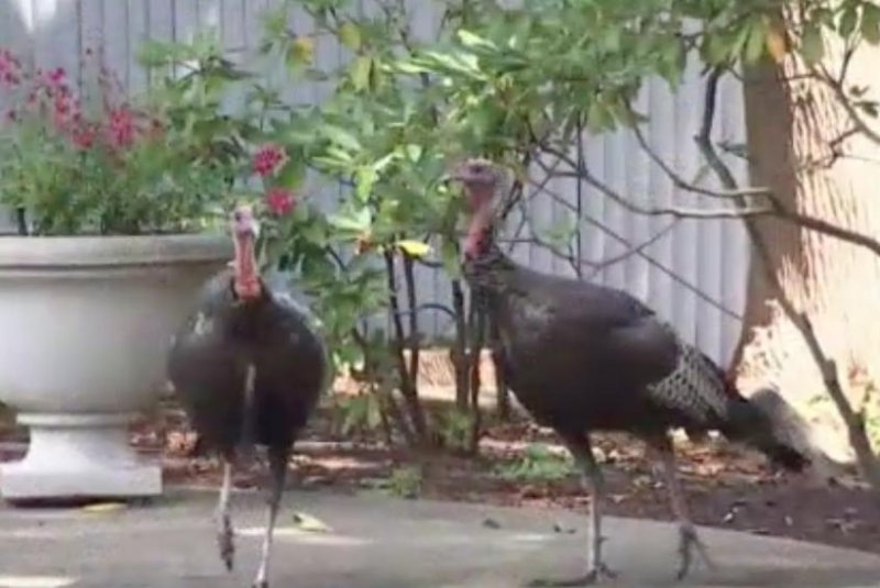 Stamford residents intimidated by aggressive turkeys
