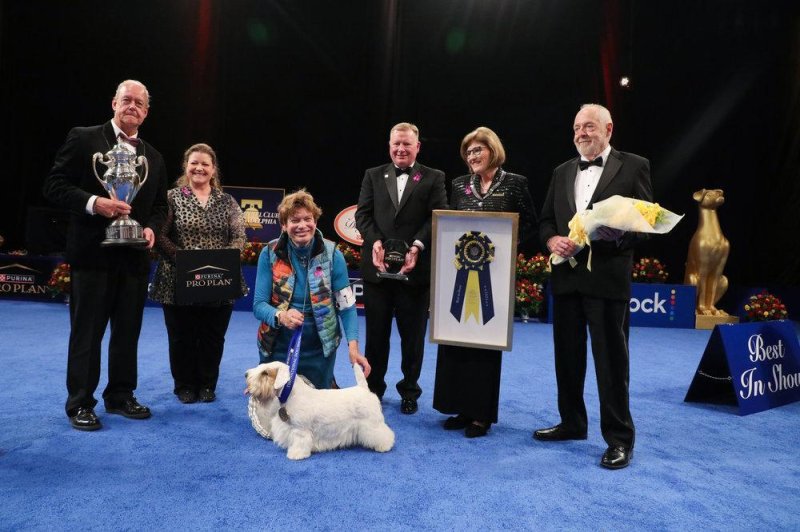 A Sealyham Terrier named Stache was crowned the winner of the 22nd National Dog Show on Thursday. Photo courtesy of NBC