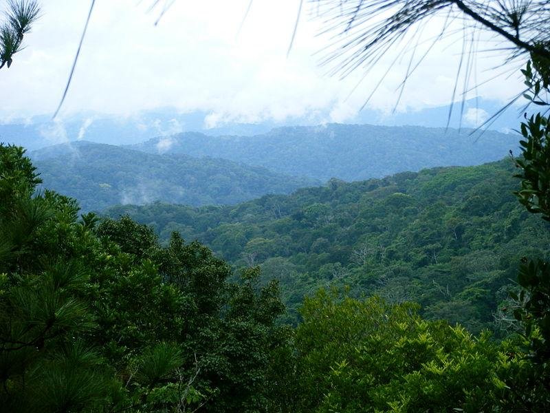 Forest in Panama. (CC/J Burac)