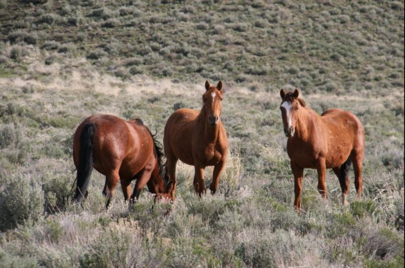 Efforts to cull or relocate the West's free-roaming horses have met fierce opposition. Photo by Steve Petersen/ESA