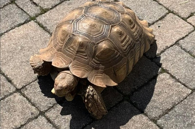 Tank the tortoise was found about 2 miles from the Mahoning Valley Animal Hospital in Carbon County, Pa., over a week after escaping from his outdoor enclosure at the clinic. Photo courtesy of the Mahoning Valley Animal Hospital/Facebook