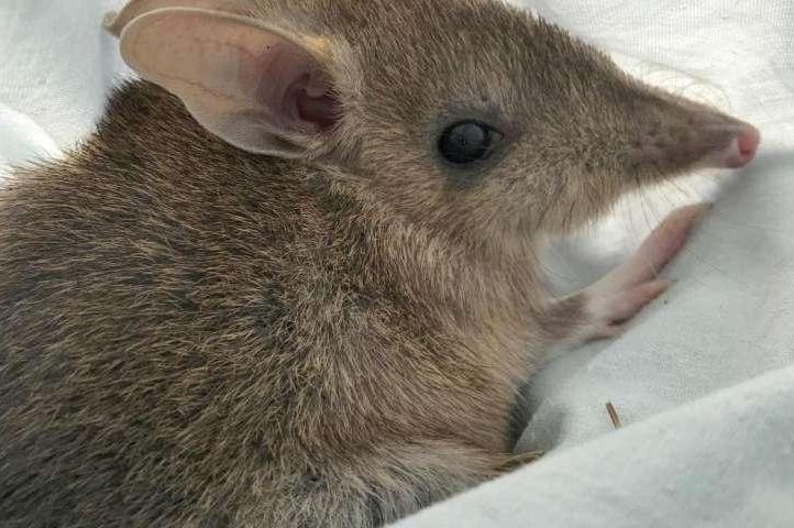 The eastern barred bandicoot was once common in Victoria, Australia, but the species was driven to the brink of extinction in the region by invasive foxes. Photo by Threatened Species Hub
