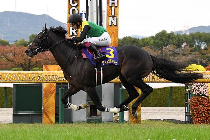 Titleholder is all alone at the end of Sunday's Kikuka Sho or Japanese St. Leger. Photo courtesy of Japan Racing Association