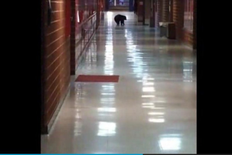 A bear wanders the halls of Bozeman High School in Montana. WIBW-TV video screenshot