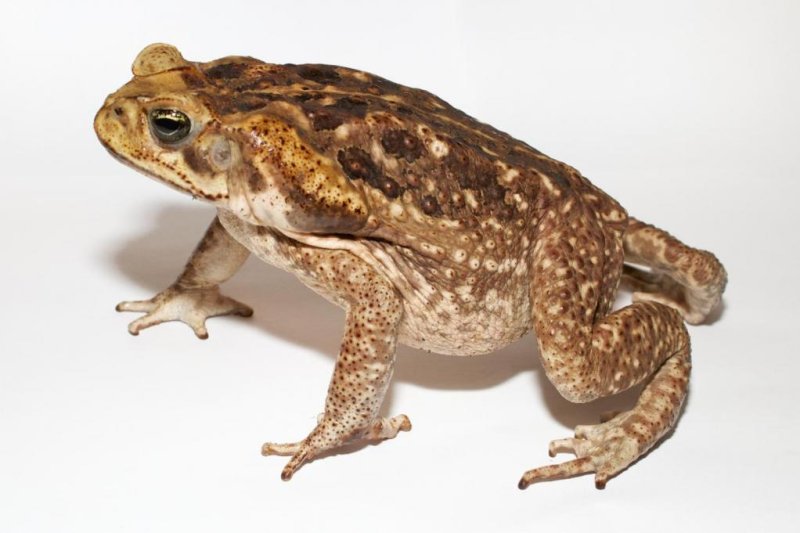 The compounds secreted by many amphibian species, including the cane toad, <em>Rhinella marinus</em>, are used in traditional medicine. Photo by Brian Gratwicke/STRI