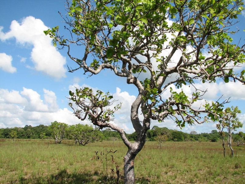 Massive deforestation discovered in Brazil's Cerrado region
