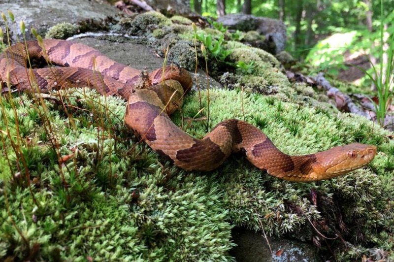 After a five-year drought in a forest plot near Meriden, Conn., resident female copperhead snakes stopped reproducing. Photo by Chuck Smith