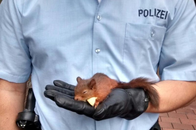 German police 'arrest' stalker squirrel, feed it from a bottle