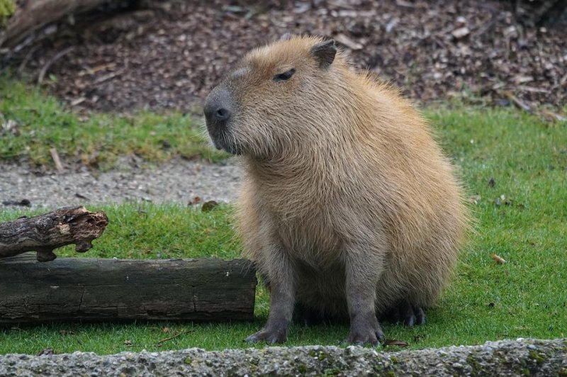A capybara, a South American animal known as the world's largest rodent, is on the loose in Lake of the Ozarks, Mo. <a href="https://pixabay.com/photos/capybara-rodent-herbivores-1732020/">Photo by Pixel-mixer/Pixabay.com</a>