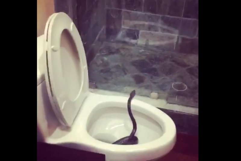A snake slithers around in a toilet in country singer Brett Eldredge's Caribbean hotel room. Screenshot: Brett Eldredge/Facebook