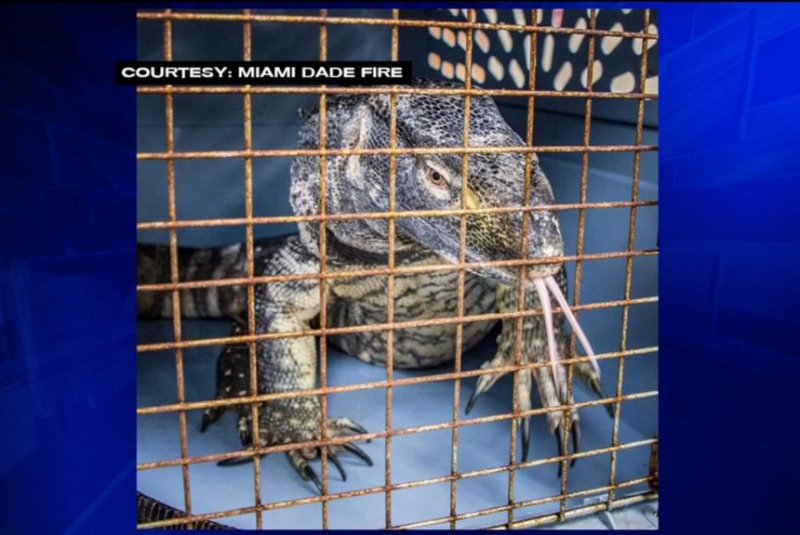 A 4-foot black throat monitor lizard was found aboard a cargo plane at Miami International Airport. Screenshot: WSVN-TV
